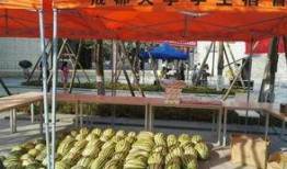 成都学校吃瓜比赛,吃瓜比赛一触即发，校园美食盛宴来袭！