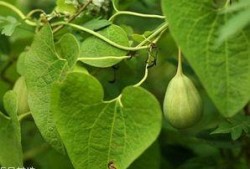 吃梢瓜的老汉,一位吃梢瓜老汉的田园生活剪影