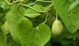 吃梢瓜的老汉,一位吃梢瓜老汉的田园生活剪影