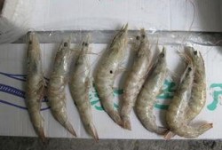 吃瓜多尔虾,揭秘吃瓜多尔虾的独特魅力