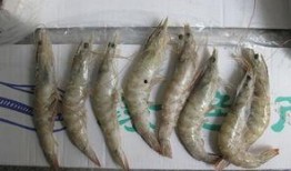 吃瓜多尔虾,揭秘吃瓜多尔虾的独特魅力