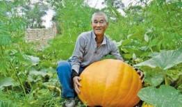 吃瓜胃疼吗,美味与健康的微妙平衡