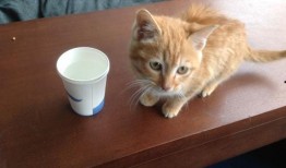 小猫可以吃蒲瓜吗,蒲瓜是否适合小猫食用？