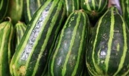 吃梢瓜的老汉,一位吃梢瓜老汉的田园生活剪影