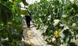 新乡长垣吃瓜视频,揭秘新乡特色美食背后的故事