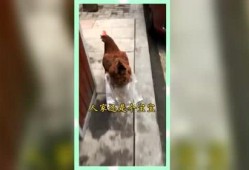 吃瓜群众个人建议,揭秘娱乐圈幕后真相