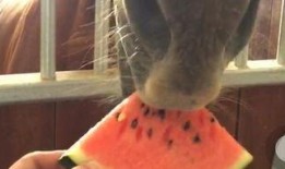 拍视频的吃瓜,镜头下的真实与趣味