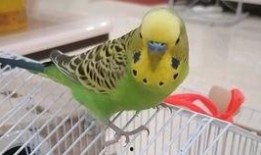 幸福鸟吃瓜视频,揭秘娱乐圈幕后故事