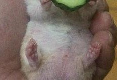 吃瓜老王的视频