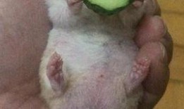 吃瓜老王的视频