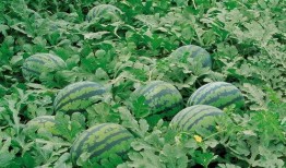 花琉璃轶闻吃瓜大妈,揭秘吃瓜大妈的八卦传奇