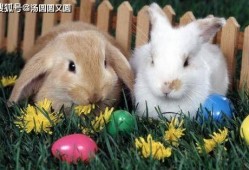 吃瓜小甜兔,揭秘娱乐圈那些不为人知的幕后故事