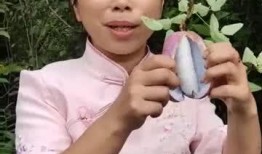 第一次吃八月瓜视频播放,一场味蕾与自然的邂逅之旅