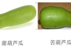 瓜有苦味可以吃吗,探究瓜类苦味与食用安全