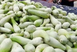 老板瓜怎么吃,解锁美味新体验