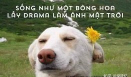 吃瓜表情包狗,萌态可掬的“瓜界萌宠”