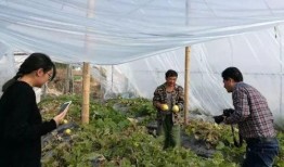 合肥吃瓜群众行动,揭秘网络舆论背后的社会现象