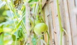 葫芦瓜可以隔夜吃么,葫芦瓜隔夜食用安全指南