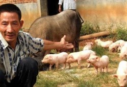 养猪傻妞吃瓜,养猪傻妞的瓜田奇遇记