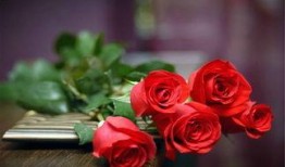 玫瑰快穿嘎嘎吃瓜,嘎嘎吃瓜，穿梭时空的甜蜜冒险