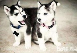 哈士奇吃瓜被抓视频