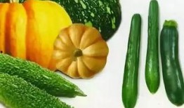 吃瓜视频苏六,吃瓜视频中的“瓜王”传奇