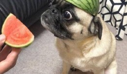 吃瓜失控,揭秘网络舆论的狂欢与失控