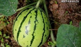 摘瓜怎么吃,解锁瓜类食材的多彩吃法