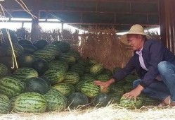 昆明公园吃瓜视频,趣味横生的夏日午后