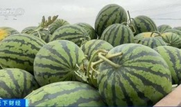 泡泡视频吃瓜区域