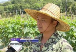 广东吃瓜大妈,揭秘粤式生活趣味与智慧