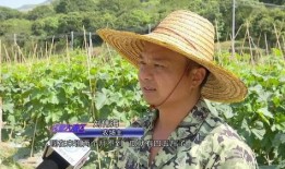 广东吃瓜大妈,揭秘粤式生活趣味与智慧