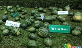 吃瓜网友的吃瓜号,揭秘娱乐圈幕后真相