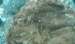 无意间吃瓜,意外吃瓜引发的趣味故事