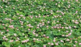 苟瓜怎么吃,探索家常美味新选择