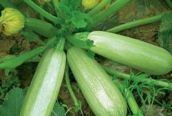 红皮茭瓜怎么吃,解锁美味新体验