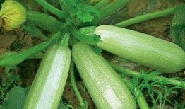 红皮茭瓜怎么吃,解锁美味新体验