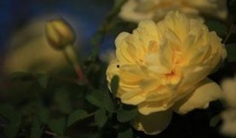 春花秋月吃瓜,一场别开生面的美食之旅