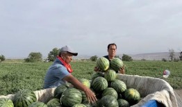 天天吃瓜图片,跟随“天天吃瓜”图片，探寻生活百态