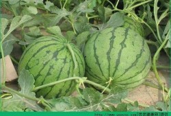 哪天吃瓜,揭秘“吃瓜群众”背后的秘密，这一天，你吃对瓜了吗？