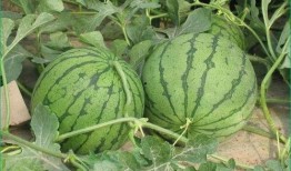 哪天吃瓜,揭秘“吃瓜群众”背后的秘密，这一天，你吃对瓜了吗？