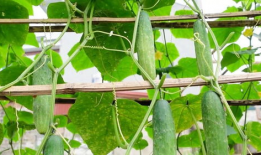 绿色精灵吃瓜,绿色精灵的甜蜜瓜果盛宴