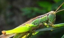 蚂蚱吃瓜叶,自然界的和谐共生