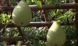 瓜车带吃的,带你探索独特风味与美味佳肴