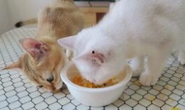 猫咪可以吃黄哈密瓜吗,黄哈密瓜的适宜性探讨