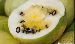 什么瓜是白籽瓜呢怎么吃,揭秘白籽瓜的食用方法与营养价值