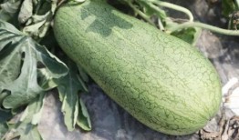 吃瓜余潮洋,揭秘网络热点的幕后故事