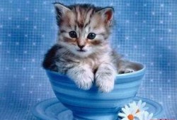 小猫可以吃蒲瓜吗,蒲瓜是否适合小猫食用？