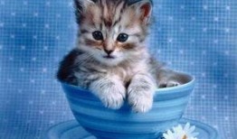 小猫可以吃蒲瓜吗,蒲瓜是否适合小猫食用？