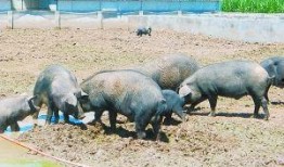 直播喂猪吃瓜,喂猪吃瓜，趣味横生的乡村生活秀